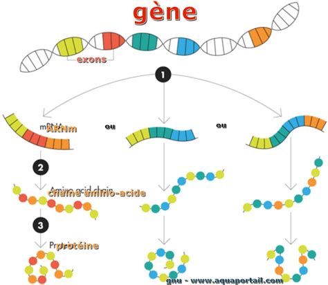 Diagramme d'un pseudogène régulant l'expression d'un gène parental