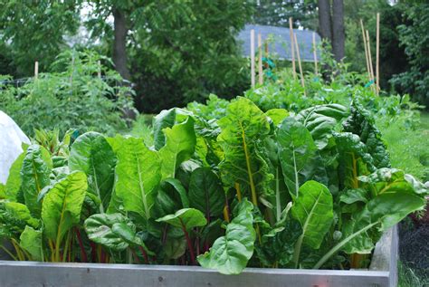 Potager biologique productif