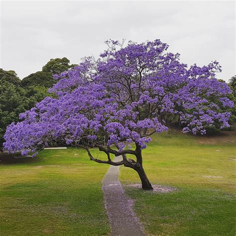 Jacaranda mimosifolia en fleur