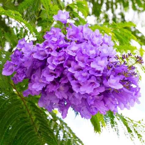 Feuillage détaillé du Jacaranda mimosifolia