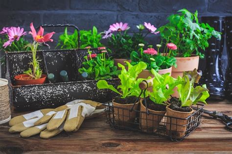 Plantes en pot prêtes à être plantées