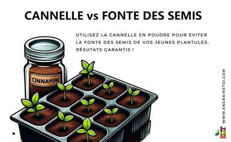Divers semis avec des problèmes courants (fonte des semis, carence en lumière)