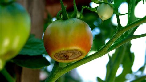 Jeunes plants de tomates avec symptômes de pourriture apicale et de mildiou