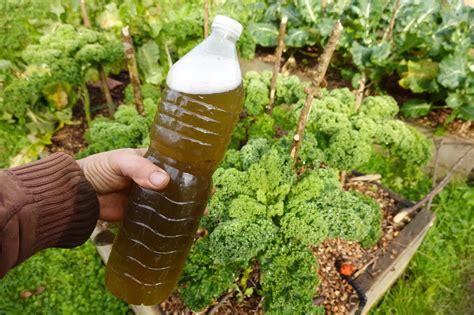 Photo macro d'une plante vigoureuse bénéficiant d'un arrosage au thé de compost