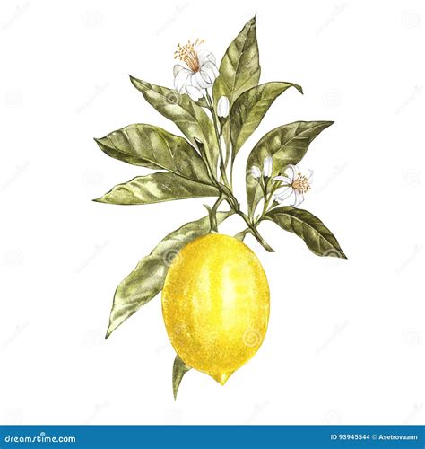 Illustration d'un citronnier avec des citrons jaunes et des fleurs blanches