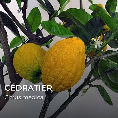 Infographie présentant les différentes variétés de citrons et leurs caractéristiques principales