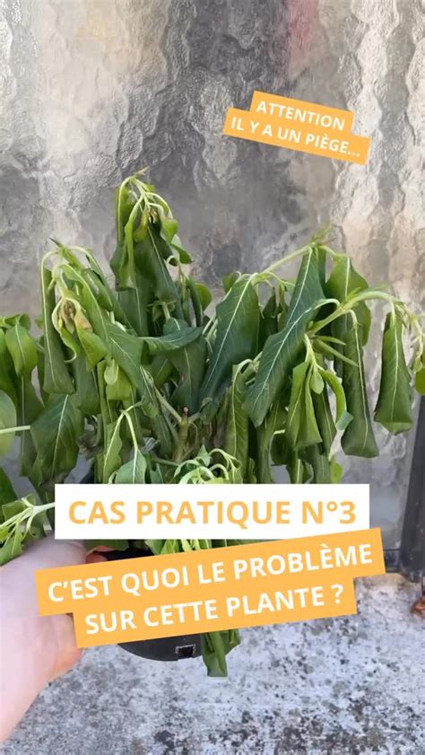 Schéma illustrant les symptômes d'un excès d'eau et d'un manque d'eau sur les feuilles de citronnier