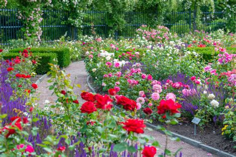 Photographie d'une roseraie en pleine floraison