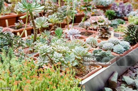 Collection de diverses plantes succulentes dans une serre lumineuse