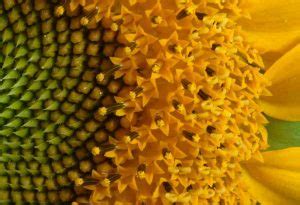 Gros plan sur un capitule de tournesol arrivant à maturité avec les fleurons qui se détachent