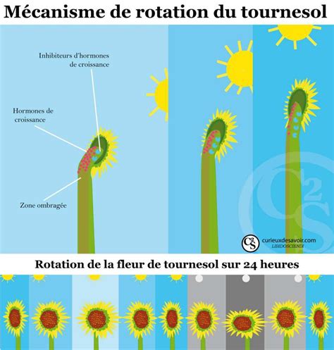 Schéma explicatif du calcul des degrés-jours pour la levée du tournesol