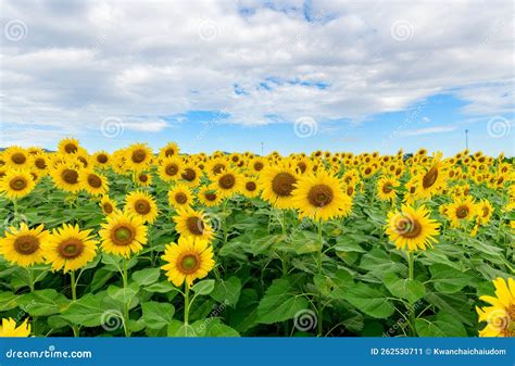 Ruches installées en bordure d'un champ de tournesols en pleine floraison