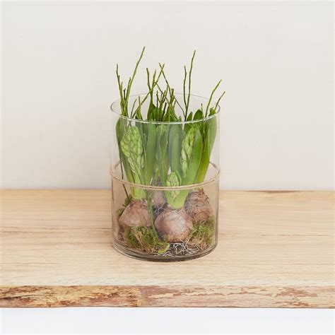 Comparaison de la croissance de jacinthes en terre et sur l'eau