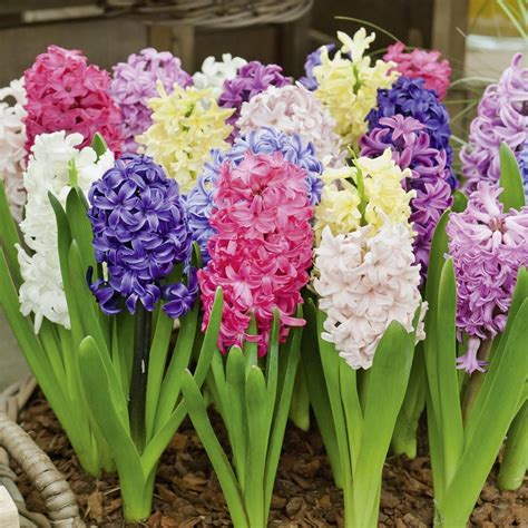 Comparaison de la floraison d'une jacinthe forcée et d'une jacinthe naturelle