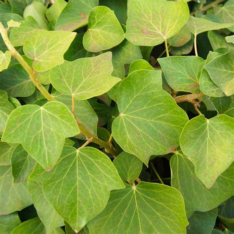 Lierre avec des feuilles jaunies