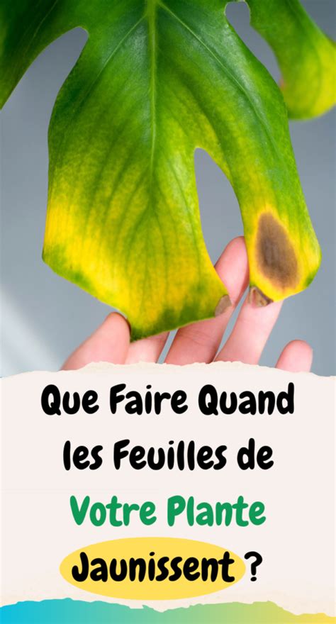 Schéma illustrant les différentes causes de jaunissement foliaire sur une plante en pot