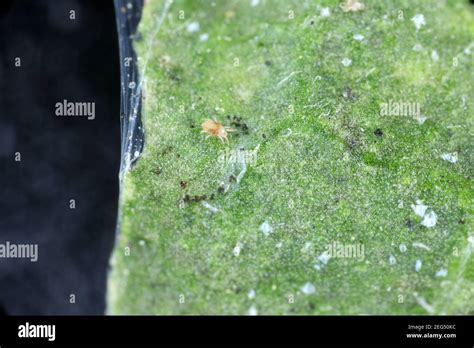 photographie macro d'une colonie d'araignées rouges sous une feuille de lierre