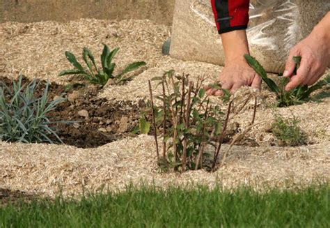 Paillage de lin dans un jardin