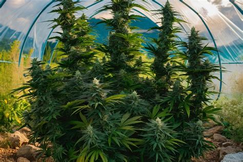 Illustration des différentes méthodes de culture du cannabis (outdoor, indoor, serre, hydroponie)
