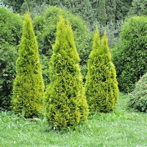 Illustration d'un bonsaï de Thuja Occidentalis avec son feuillage écailleux caractéristique