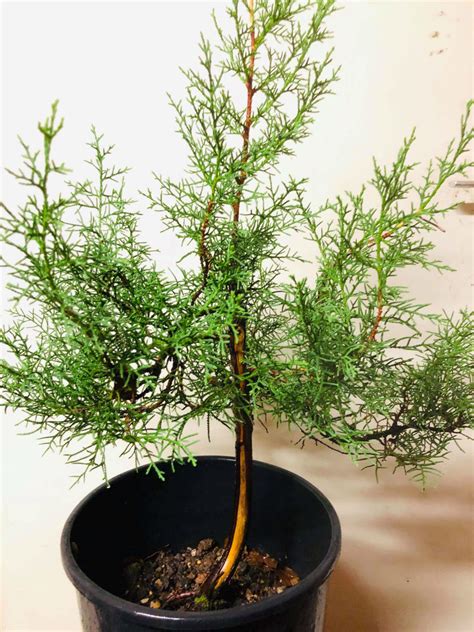 Différentes formes de troncs de Thuja pour bonsaï