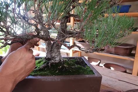 Exemple de ligature sur un bonsaï de Thuja