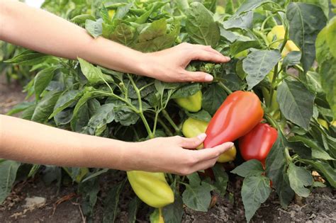 Piments peppéronis avec tuteurs