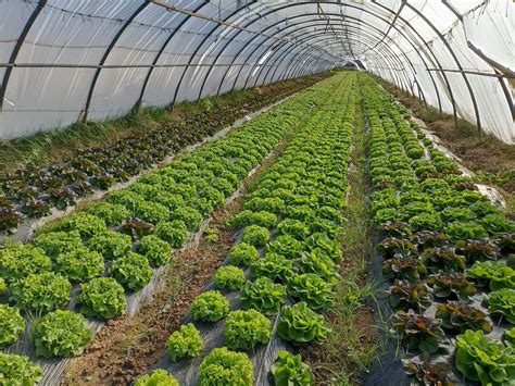 Schéma du fonctionnement de l'Espace Test en maraîchage bio