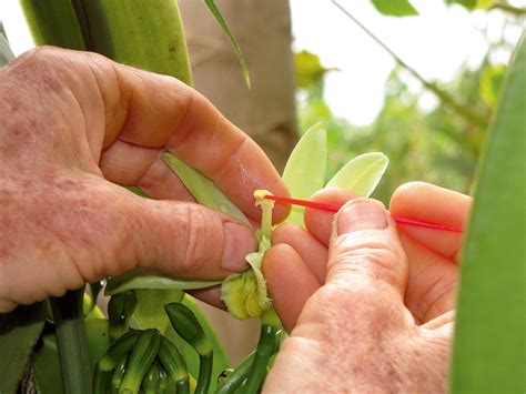 Pollinisation manuelle d'une fleur de vanille