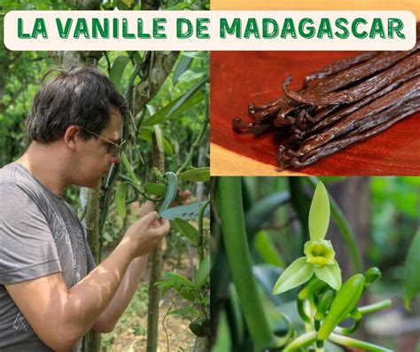 Carte des régions productrices de vanille à Madagascar
