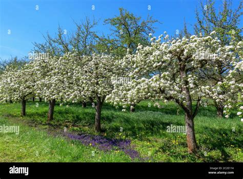 Verger en fleurs avec différents arbres fruitiers