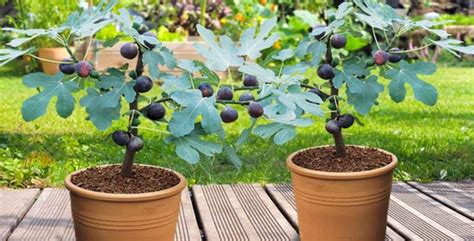 Gros plan sur un jeune arbre fruitier en pot