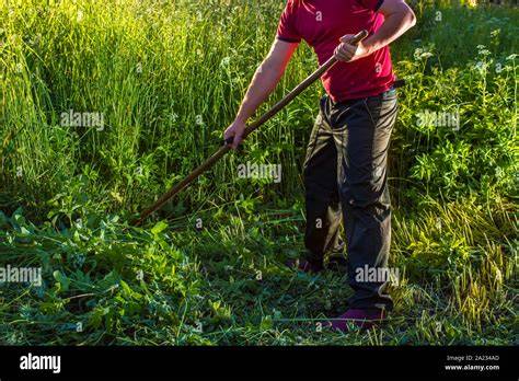 Photo d'une personne utilisant une faux dans un champ