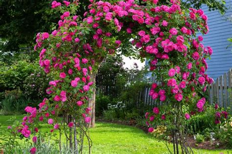 Rosier grimpant Rumba en fleurs sur une arche