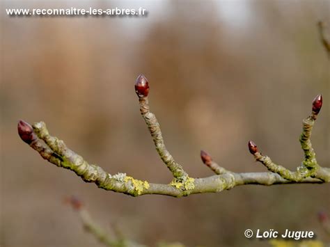 Gros plan sur les bourgeons bicolores du rosier Rumba