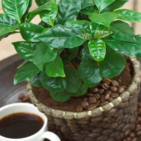 Coffea Arabica en pot avec des feuilles brillantes