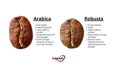 Emplacement idéal pour un Coffea Arabica près d'une fenêtre filtrée