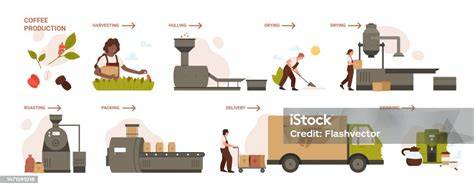 Illustration du processus de rempotage du Caféier
