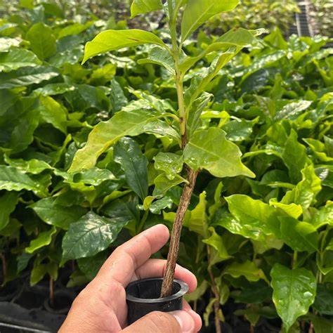 Bouture de Coffea Arabica enracinée dans l'eau