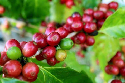 Cerises de café mûres sur une branche