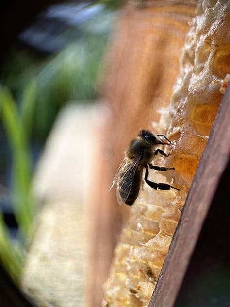 Abeille endémique des DOM-TOM