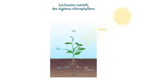 Schéma des besoins nutritionnels des plantes de chou