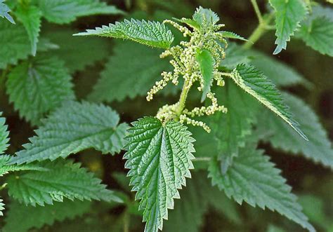 Plante d'ortie piquante