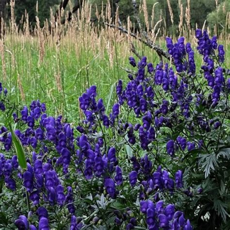 Plante d'Aconit napel