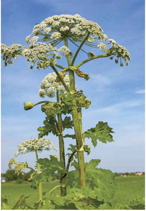 Plante de Berce du Caucase