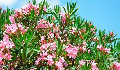 Plante de Laurier-rose