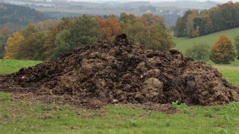 fumier bovin frais au potager