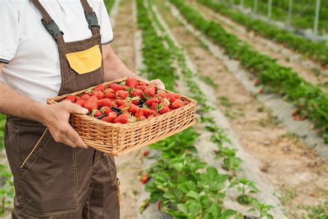 Panier de fraises fraîchement cueillies