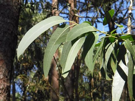 Illustration d'un Eucalyptus citronné mature avec ses feuilles distinctives