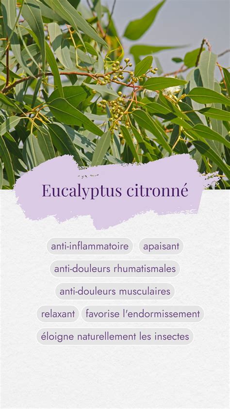 Schéma illustrant les effets répulsifs de l'Eucalyptus citronné sur les insectes